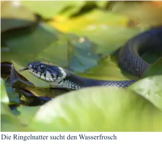 Die Ringelnatter sucht den Wasserfrosch